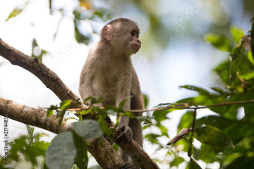 Cebinae Bonaparte o scimmia cappuccina nella foresta amazzonica ecuadoriana © macs