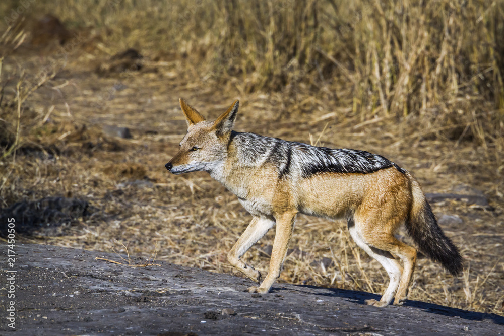 Obraz premium Black backed jackal in Kruger National park, South Africa ; Specie Canis mesomelas family of Canidae