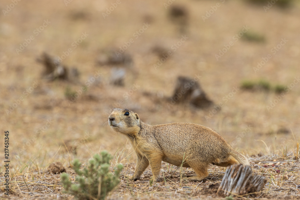 Fototapeta premium White-tailed Prairie Dog