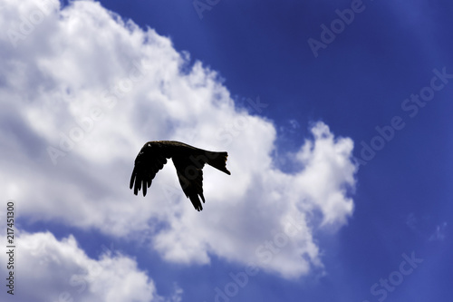 Flying black kite  Milvus migrans  