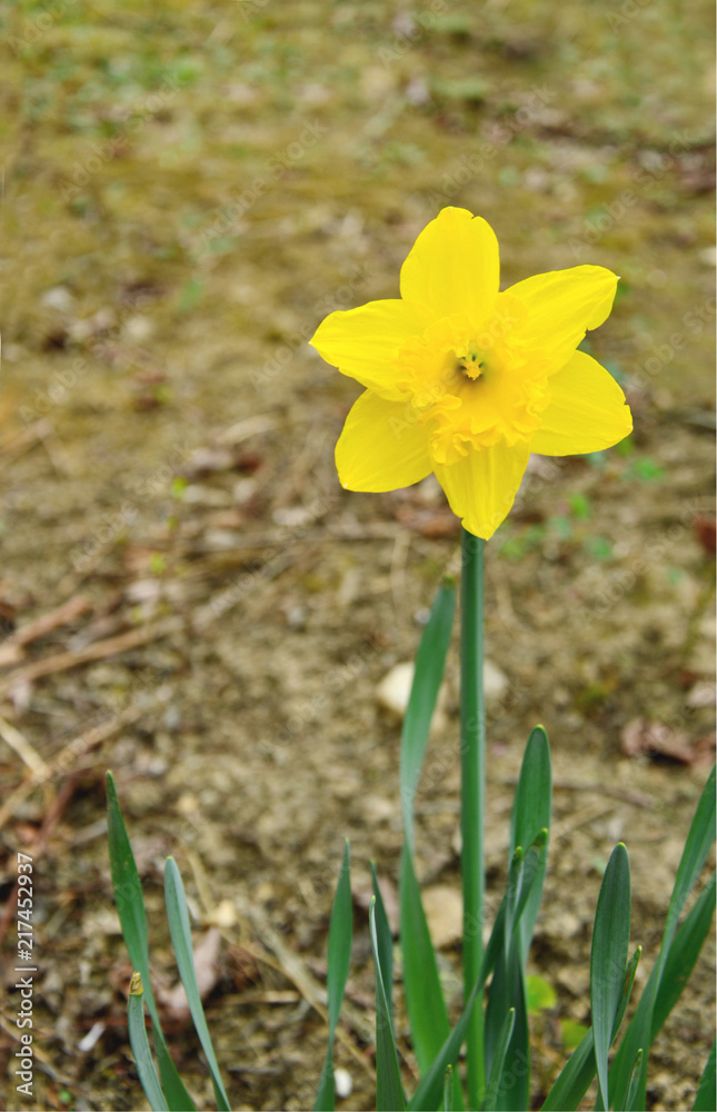 Obraz premium Narcis Yellow Sun or Narcissus. yellow flower on field. 