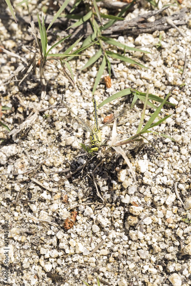 yellow and black dragonfly resting on some small branches on the ground
yellow and black dragonfly resting on some small branches on the ground