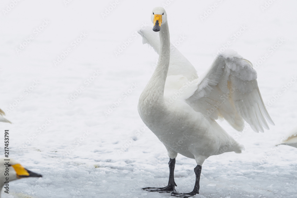 Fototapeta premium ハクチョウ