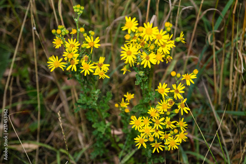 Jakobskreuzkraut - Senecio Jacobaea photo