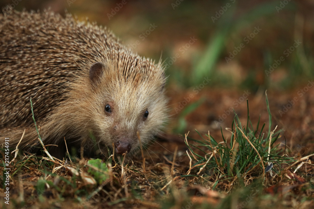 Fototapeta premium Junger Igel auf Futtersuche im Garten