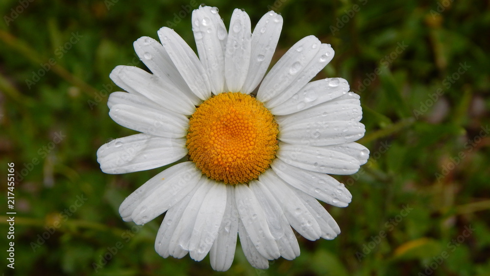Fototapeta premium Flower