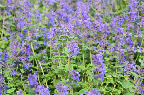 Nepeta  German name is Katzenminzen .  Purple or violet flower in the garden with sun light.