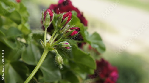 pelargonia