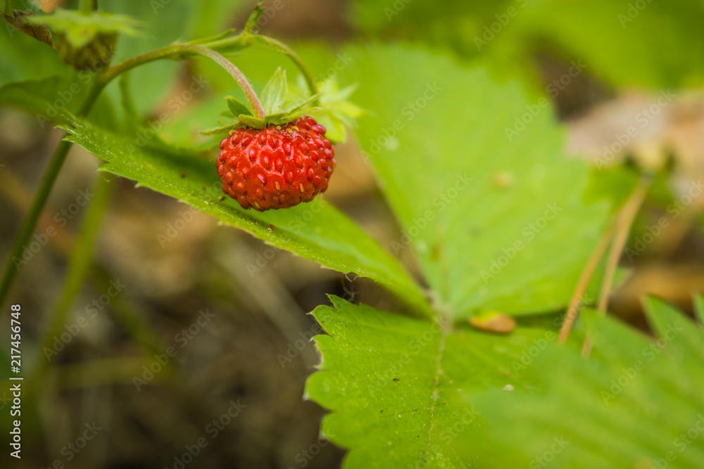 Red wild strawberry and green leaves in the forest
Red wild strawberry and green leaves in the forest