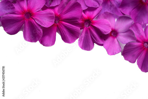 delicate pink phlox flowers on white background  top view  elegant floral frame