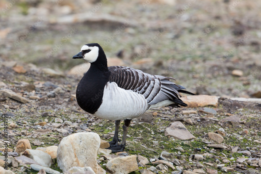 close view portrait barnacle goose (branta leucopsis) standing close view portrait barnacle goose (branta leucopsis) standing