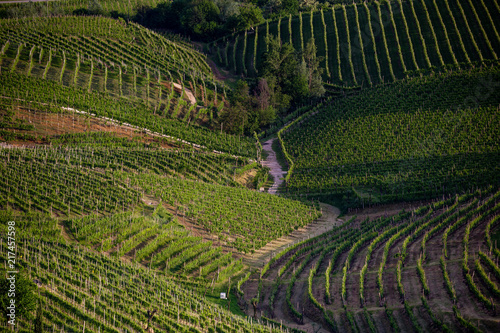 Deep view of the picturesque vineyards. Prosecco region in Valdobbiadene, Italy. photo