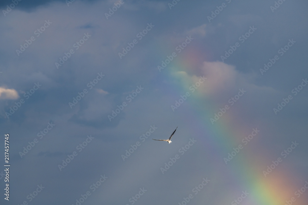 Obraz premium Sea gull fly rainbow fly freedom clear sky clouds