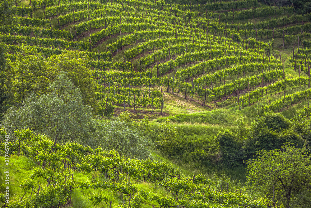 Deep view of the picturesque vineyards. Prosecco region in Valdobbiadene, Italy.
