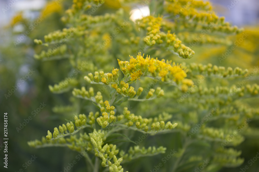 yellow flowers Goldenrod ordinary Natural background yellow flowers Goldenrod ordinary Natural background