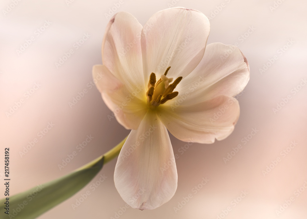 Pink Tulip Soft