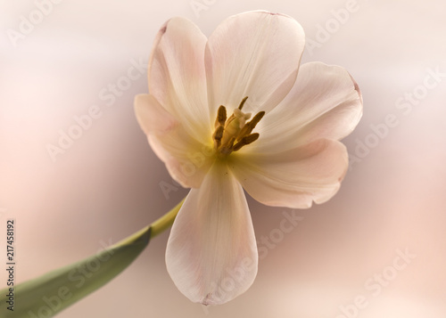 Pink Tulip Soft