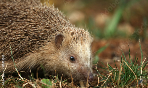 Igel auf Futtersuche im Garten © Andrea Geiss