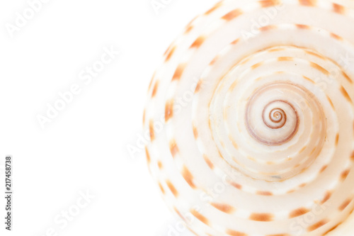 Sea shell background.