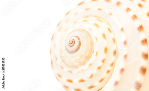 Sea shell background.