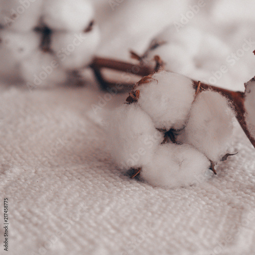 Cotton with warm sweater. Trendy autumn background with dried cotton. Delicate white cotton flowers on a wooden board