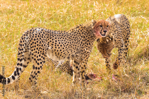Three large cheetahs near the prey. Masai Mara, Kenya