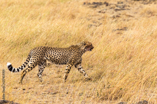 African cheetah. Masai Mara. Kenya, Africa © Victor