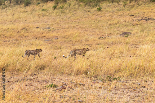 Two African cheetahs in search. Masai Mara. Kenya, Africa