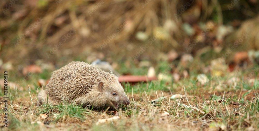 Igel auf Futtersuche im Garten Igel auf Futtersuche im Garten