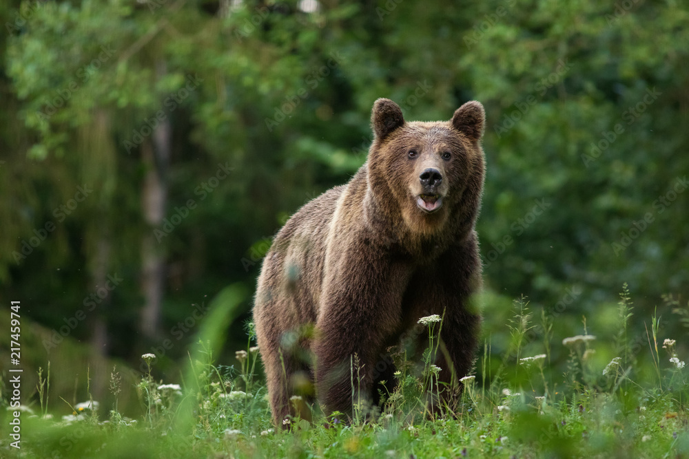 Naklejka premium Portret niedźwiedzia brunatnego dużych Karpat w lesie Europa Rumunia