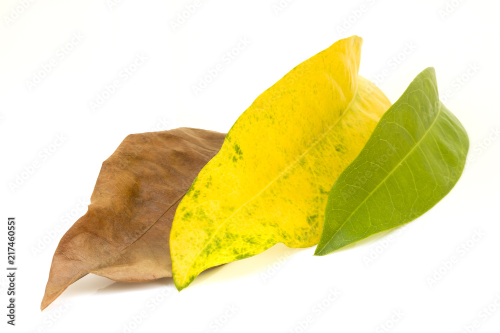 Brown and Yellow and Green leaves isolate on white background Brown and Yellow and Green leaves isolate on white background