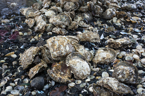 Oyster on ground dirty