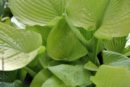Hosta is a genus of perennial herbaceous plants of the family Asparagaceae 