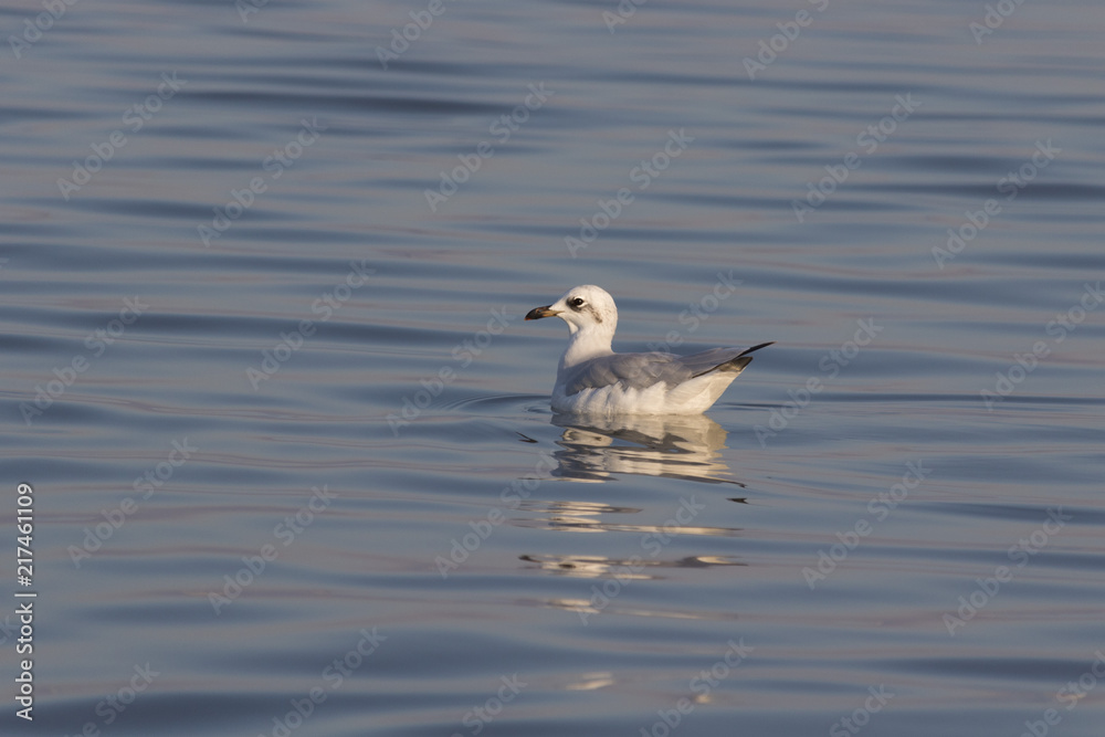 Beautiful seagull looking for dinner in a sunny summer day Beautiful seagull looking for dinner in a sunny summer day