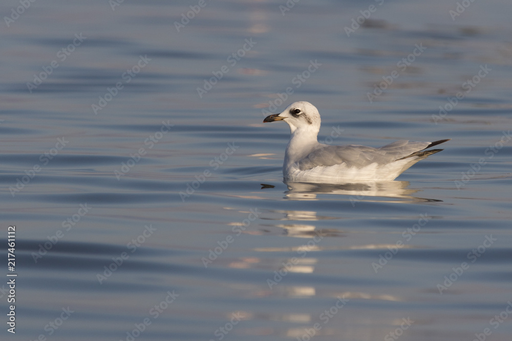 Beautiful seagull looking for dinner in a sunny summer day Beautiful seagull looking for dinner in a sunny summer day