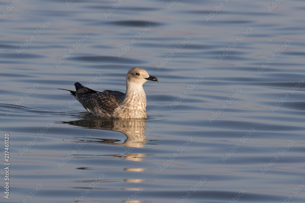 Beautiful seagull looking for dinner in a sunny summer day Beautiful seagull looking for dinner in a sunny summer day