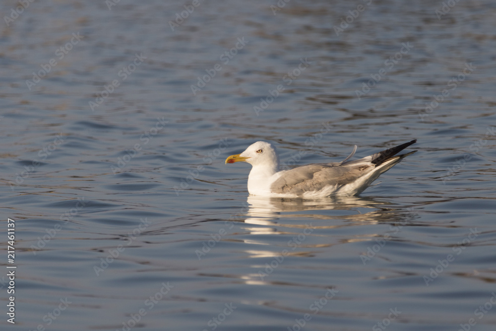 Beautiful seagull looking for dinner in a sunny summer day Beautiful seagull looking for dinner in a sunny summer day