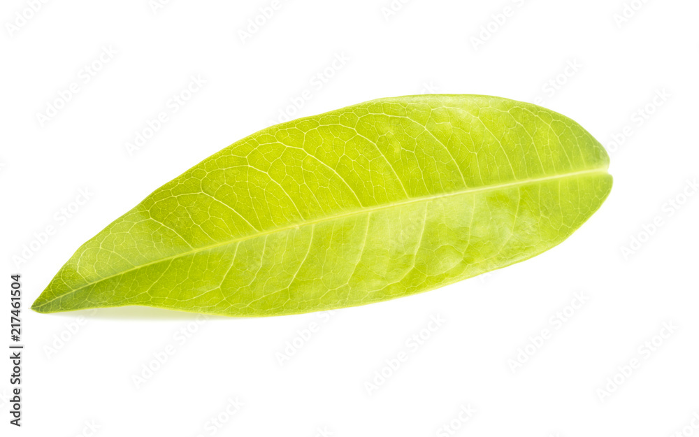Obraz premium Green leaves isolate on white background