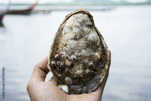 Oyster on hand