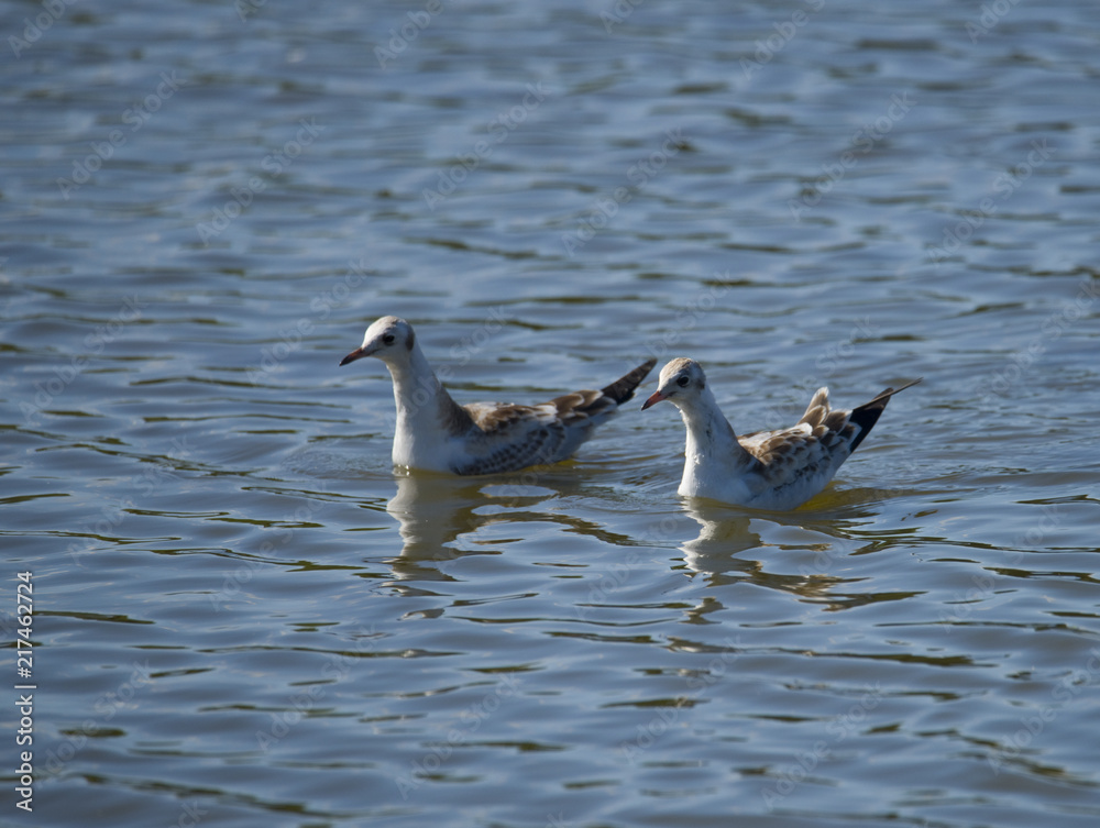 Segull in a masch land sea at Hjälsta, Stockholm Segull in a masch land sea at Hjälsta, Stockholm