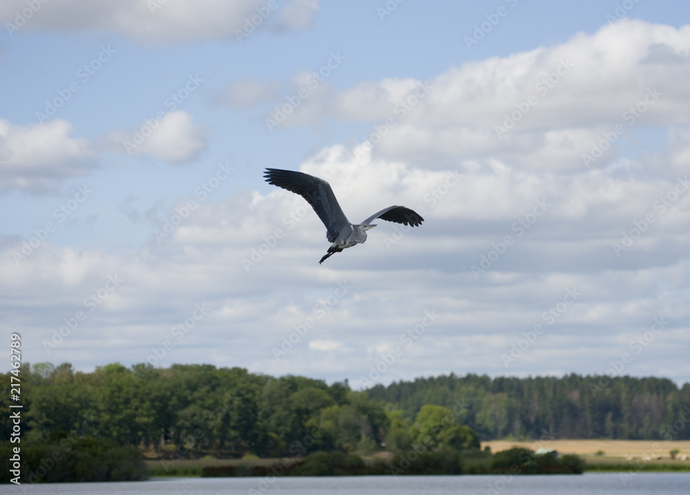  Heron flying a early morning at Hjälsta close to Stockholm