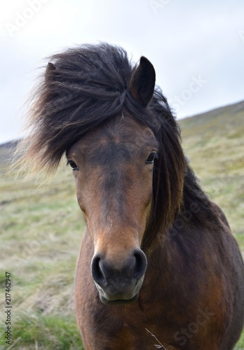 Portrait of an Icelandic horse, bay