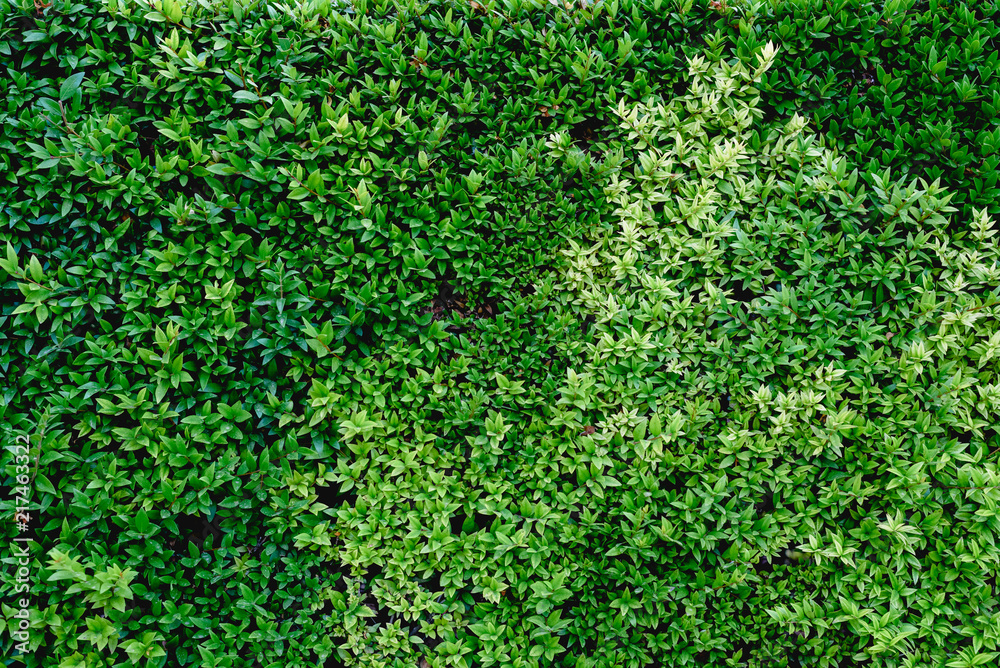 Green bushes in a garden