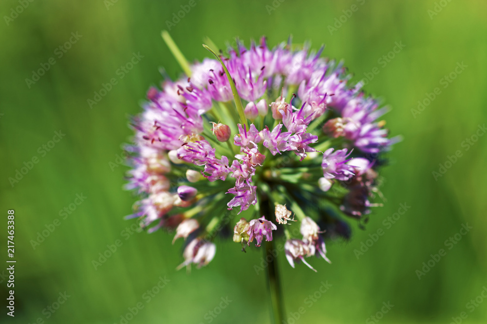 Close up onion, Allium sativum on a bokeh background. Shallow depth of field