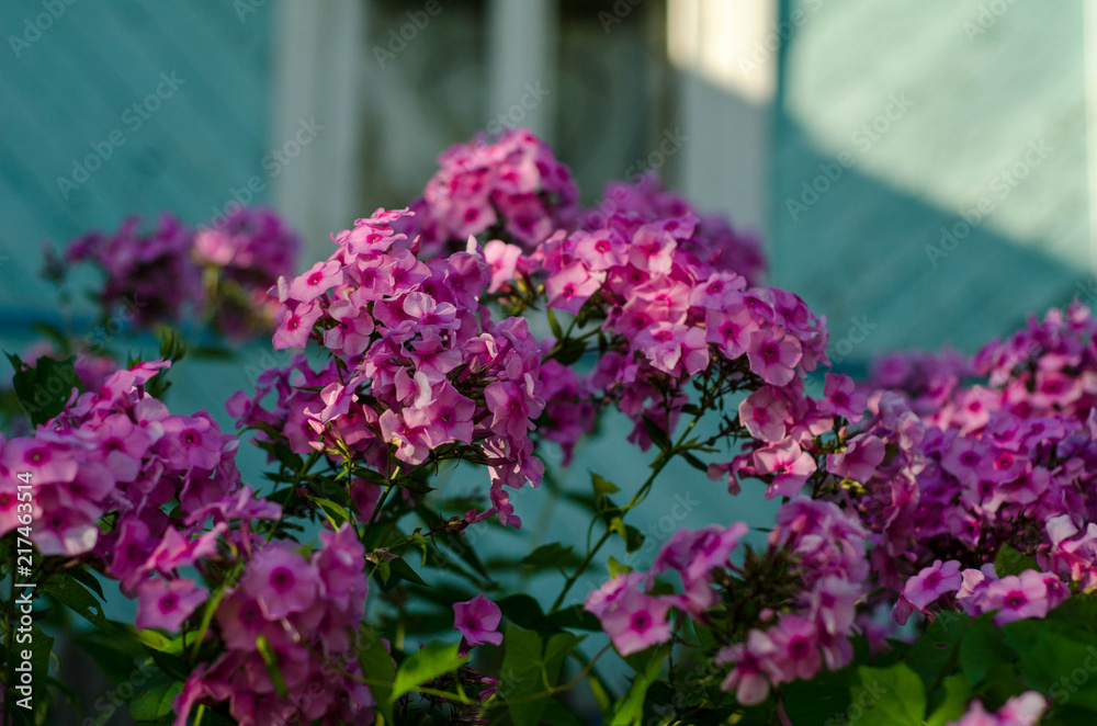 Obraz premium flower