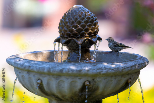 Pine Siskin bird perched on Water Fountain in garden