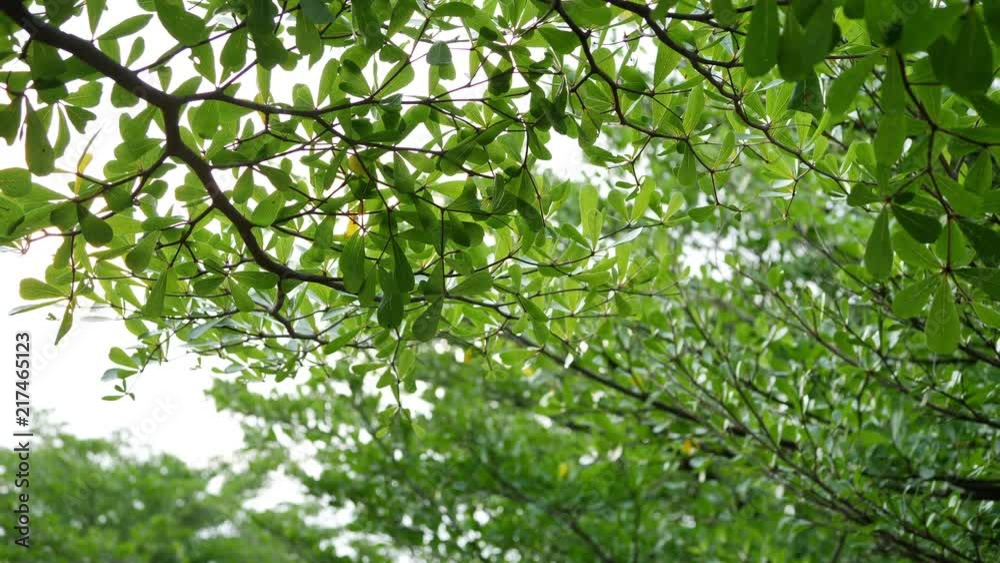 tree branches covered in green garden of nature tree branches covered in green garden of nature