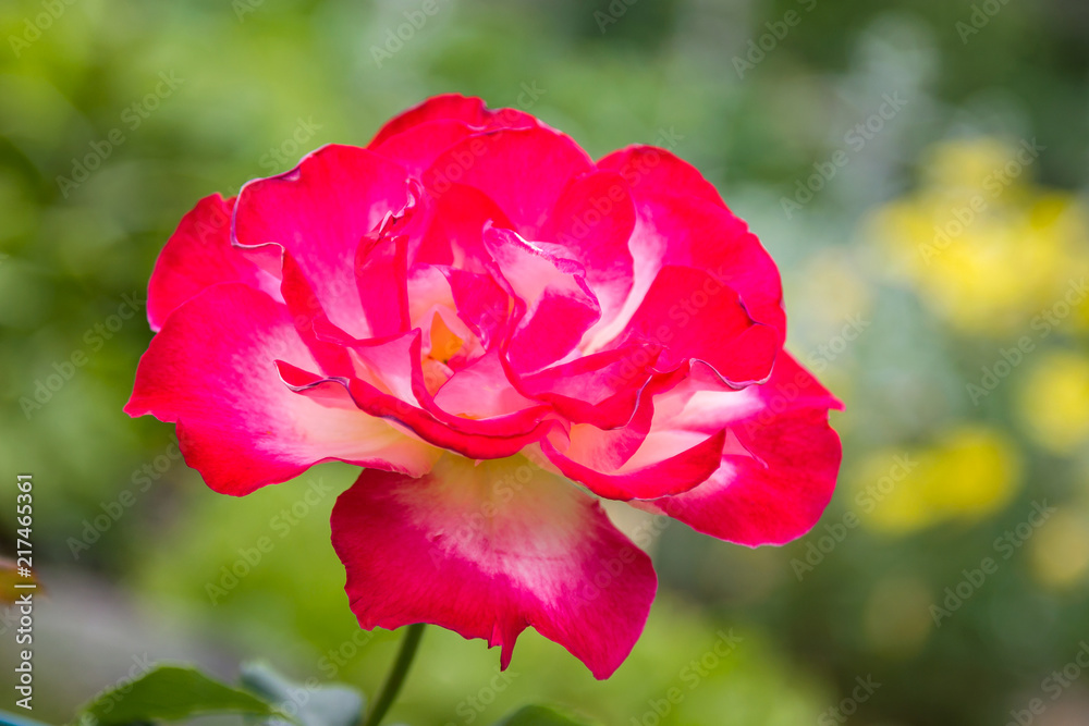 Rose Rose