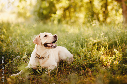 Fotografie Dog labrador retriever playing outside smile in green park