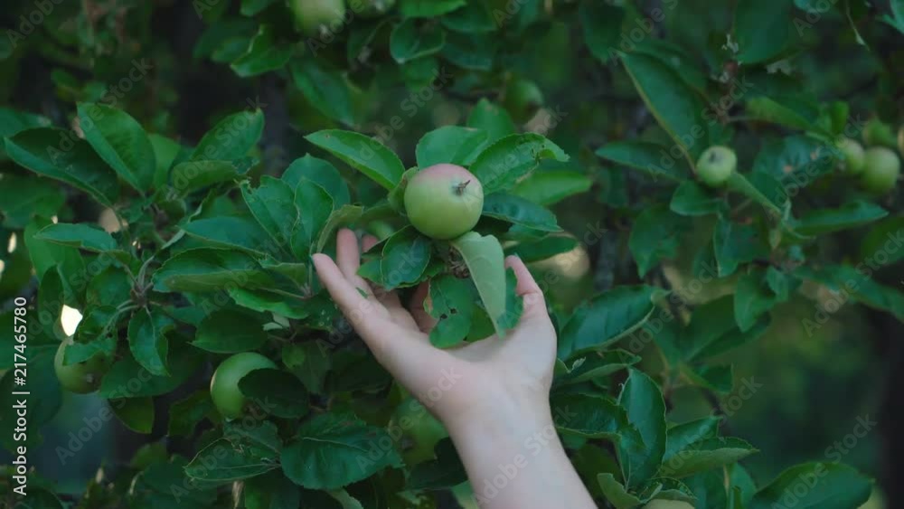 beautiful female hands touch apples growing on trees. video at sunset. 4K beautiful female hands touch apples growing on trees. video at sunset. 4K